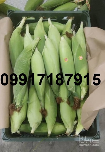 فروش عمده ذرت_3