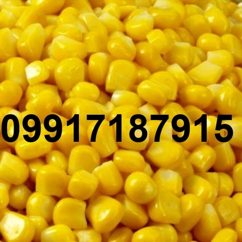فروش عمده ذرت_4