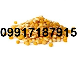 فروش عمده ذرت_5