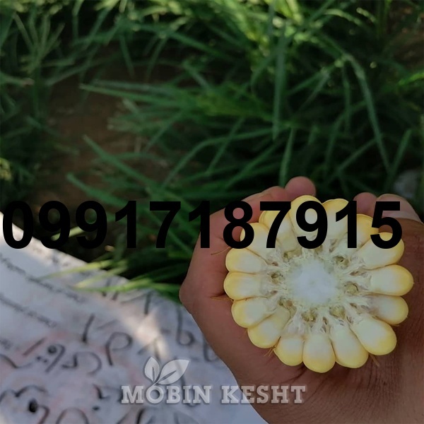 قیمت بذر ذرت هکتور_10