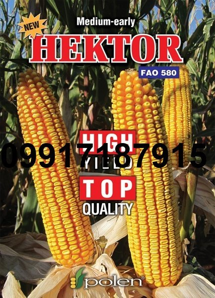 قیمت بذر ذرت هکتور_3