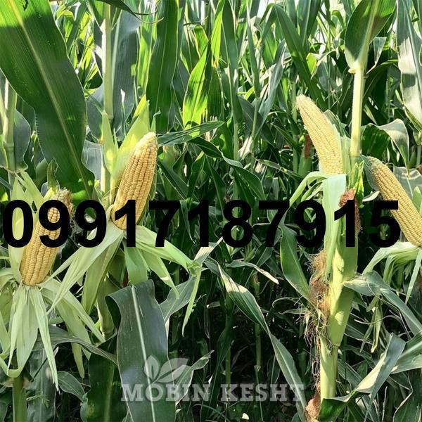 قیمت بذر ذرت هکتور_8
