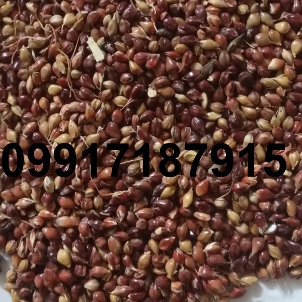 قیمت تخم جارو برای کبوتر_1