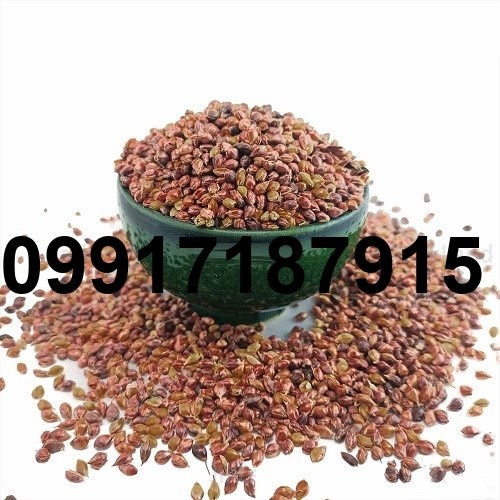 قیمت تخم جارو برای کبوتر_2