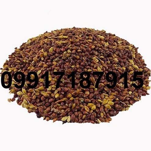 قیمت تخم جارو برای کبوتر_4