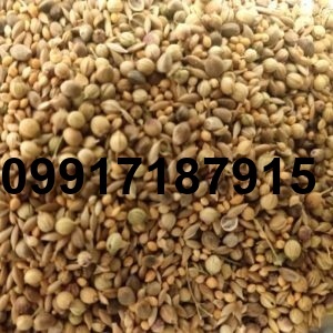 قیمت تخم جارو برای کبوتر_5