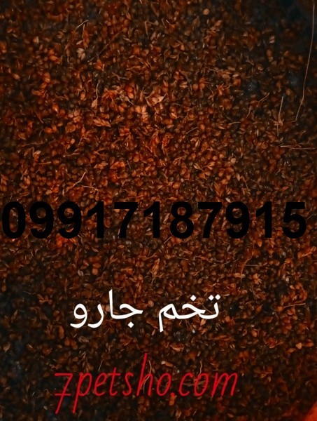 قیمت تخم جارو برای کبوتر_7