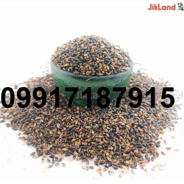 قیمت تخم جارو برای کبوتر_8