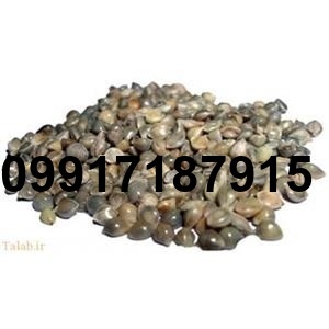 قیمت تخم شاهدانه_8