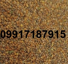 قیمت تخم منداب_4