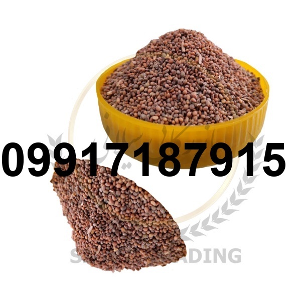قیمت تخم منداب_8