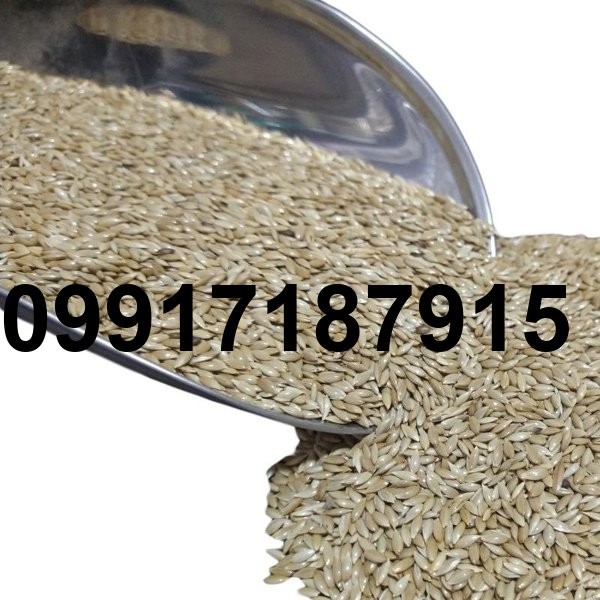 قیمت تخم کتان اردبیل_3