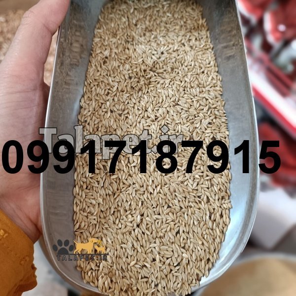 قیمت تخم کتان برای پرنده_10