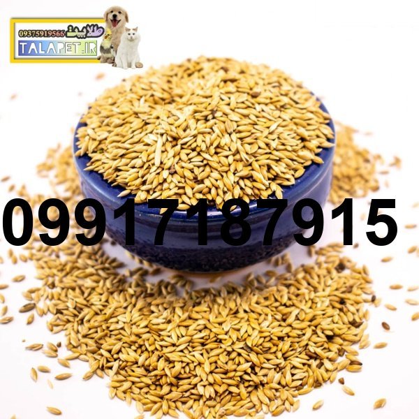قیمت تخم کتان برای پرنده_7