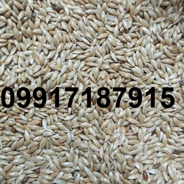 قیمت تخم کتان در اردبیل_2