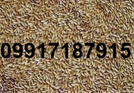 قیمت تخم کتان در اردبیل_5