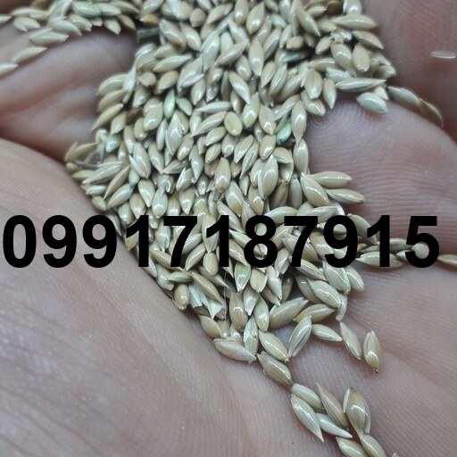 قیمت تخم کتان در اردبیل_9