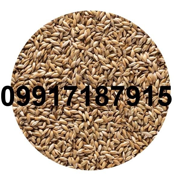 قیمت تخم کتان در بازار_3