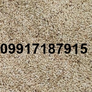 قیمت تخم کتان در بازار_6