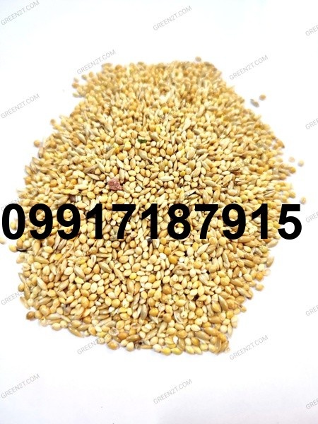 قیمت تخم کتان عروس هلندی_10