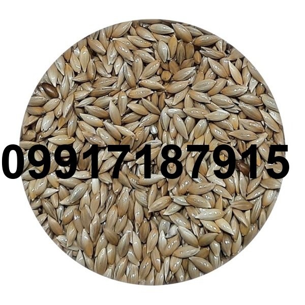 قیمت تخم کتان عروس هلندی_5