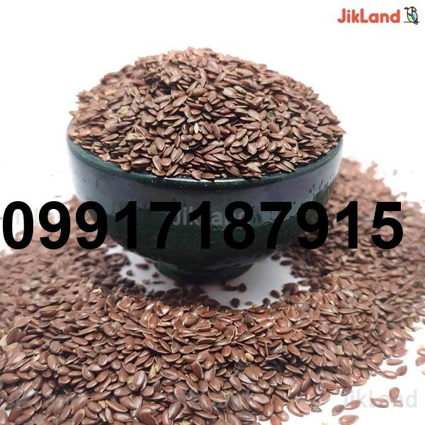 قیمت تخم کتان عروس هلندی_9