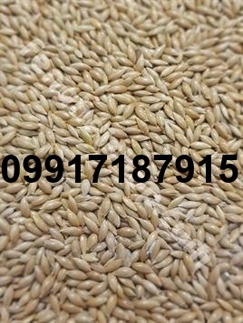 قیمت تخم کتان قناری_1