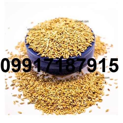 قیمت تخم کتان قناری_4