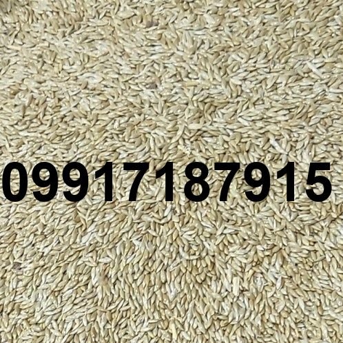 قیمت تخم کتان قناری_5