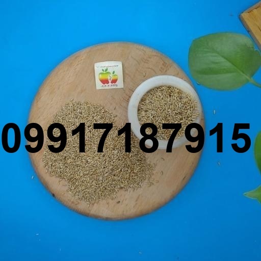 قیمت تخم کتان قناری_6
