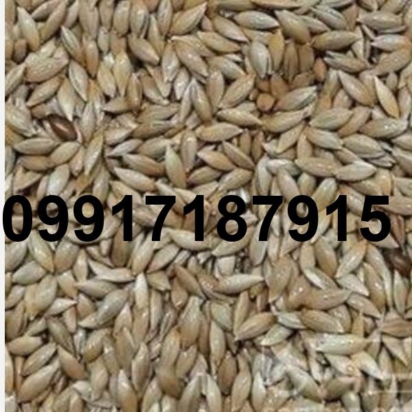 قیمت تخم کتان قناری_7