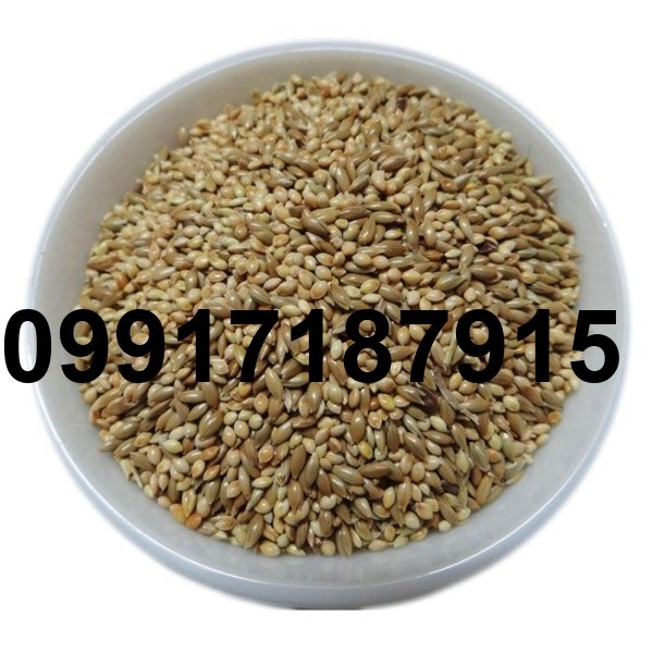 قیمت تخم کتان قناری_9