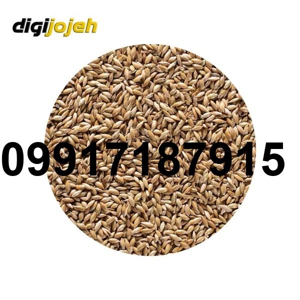قیمت تخم کتان پرنده_5