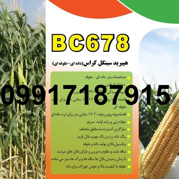 قیمت جدید ذرت دانه ای_6