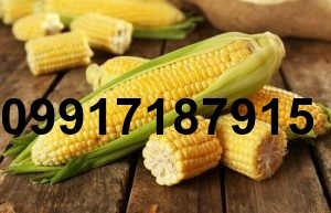 قیمت جدید ذرت دانه ای_7