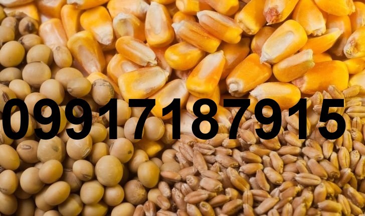 قیمت جدید ذرت دانه ای_8