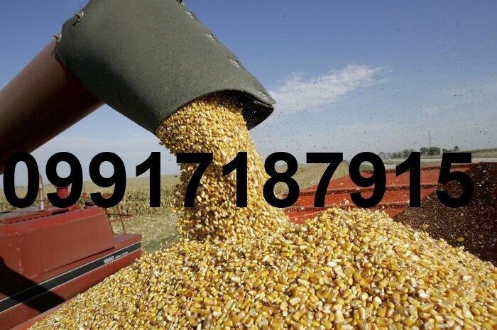 قیمت جهانی جو و ذرت_10