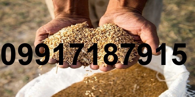 قیمت جهانی جو و ذرت_8