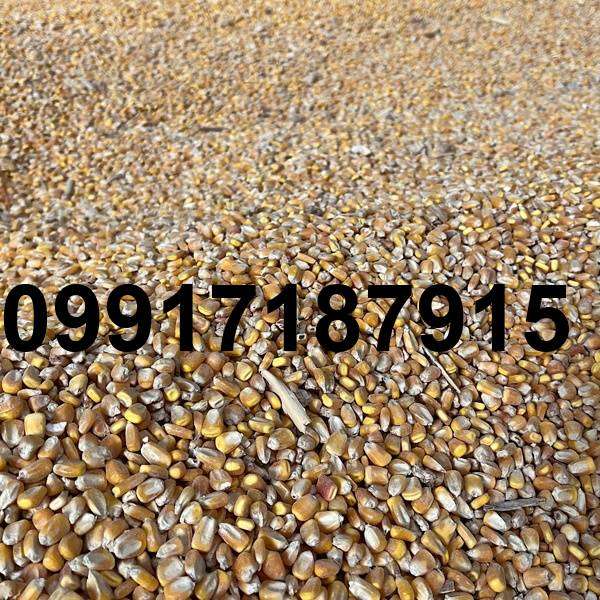 قیمت جهانی ذرت دامی روسیه_7