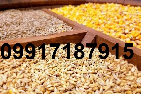 قیمت جهانی ذرت و سویا_9