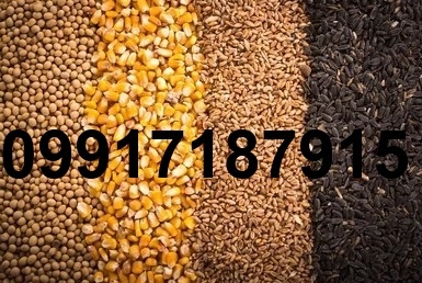 قیمت جهانی ذرت و سویا_5
