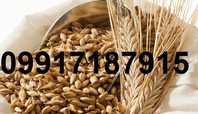 قیمت جو برای دام_1