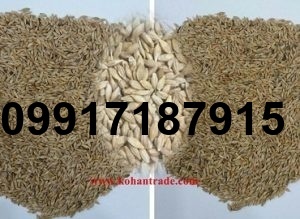 قیمت جو برای دام_3