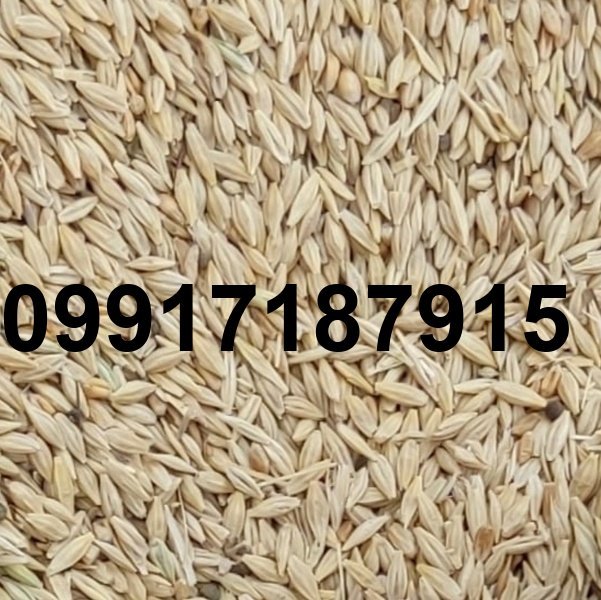 قیمت جو برای دام_6