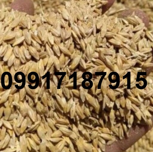 قیمت جو برای دام_7