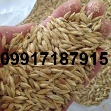 قیمت جو بندر_7