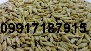 قیمت جو بندر_8