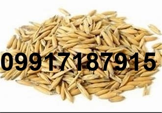 قیمت جو بندر امام_10