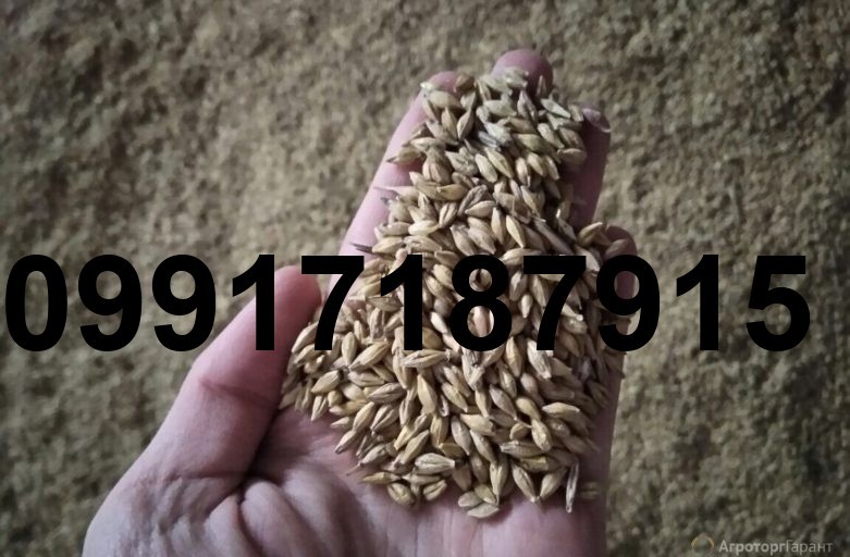 قیمت جو بندر امام_5