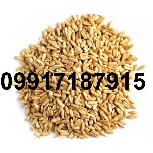قیمت جو به روز_5